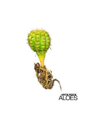 Matucana grandiflora x Oreocereus dolzeanus