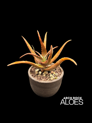 Aloe divaricata hybrids
