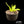 Agave ellemeetiana
