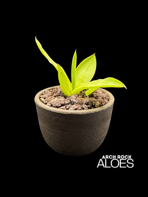 Agave ellemeetiana