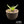 Agave ghiesbreghtii