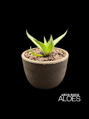 Agave ghiesbreghtii