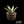 Agave shawii var. goldmaniana seed-grown specimen with broad blue-green foliage