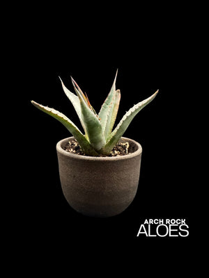 Agave shawii var. goldmaniana seed-grown specimen with broad blue-green foliage