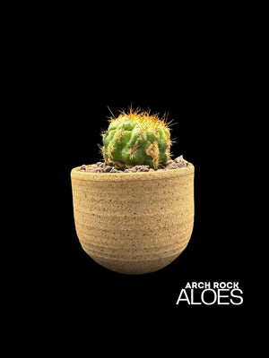 Matucana grandiflora