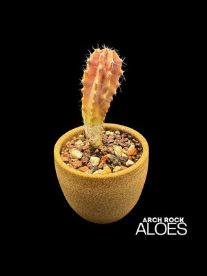 Lophocereus schotti