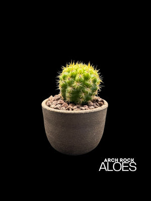 Matucana grandiflora x Oreocereus dolzeanus