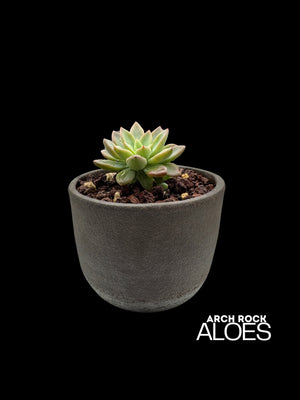 Graptopetalum rusbyi hybrid