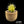 Ferocactus (F. echidne x glaucescens)