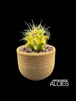 Ferocactus (F. echidne x glaucescens)