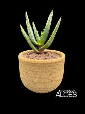 Aloe rupestris × Aloe excelsa