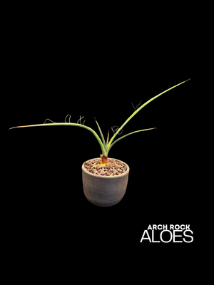 Yucca potosina