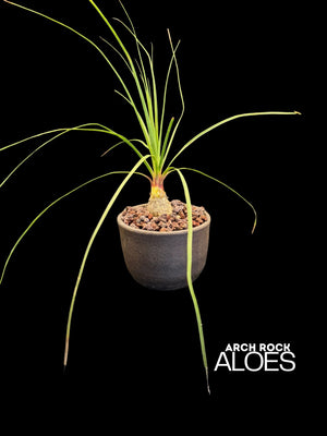 Calibanus hookeri x Beaucarnea
