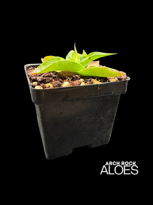Agave vilmoriniana