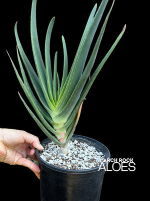 Kumara plicatilis x Aloe speciosa specimen LG