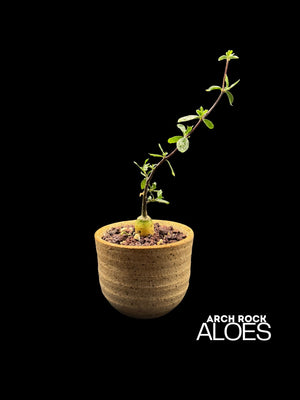 Fockea edulis