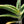 Aloe arenicola x Aloe rubroviolacea — One-Off Specimen