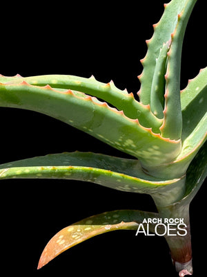 Aloe arenicola x Aloe rubroviolacea — One-Off Specimen