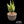 Aloe harlana