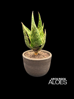 Aloe harlana