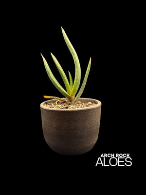 Kumara plicatilis x Aloe excelsa