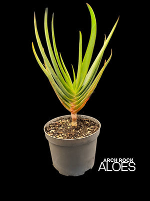 Kumara plicatilis x Aloe speciosa specimen