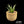 Agave Blue Glow (Agave attenuata x Agave ocahui)