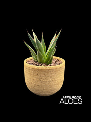 Agave Blue Glow (Agave attenuata x Agave ocahui)