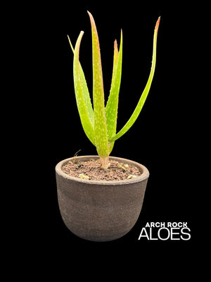 Aloe dawei × Aloe ngobitensis