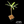 Euphorbia Lambii