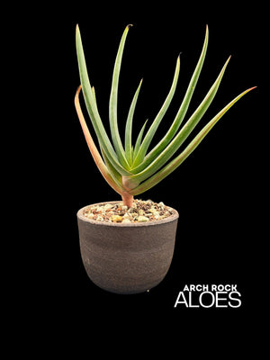 Kumara plicatilis × Aloe speciosa