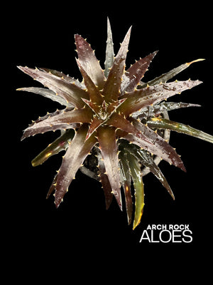 Dyckia 'Burgundy Ice'