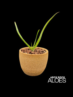 Aloe cooperi x Aloe ngobitensis