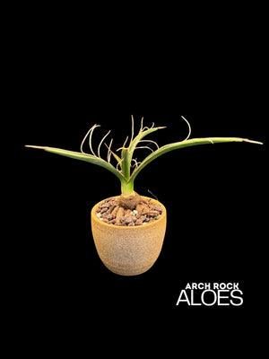 Yucca carnerosana — Seed Grown | Giant Spanish Dagger