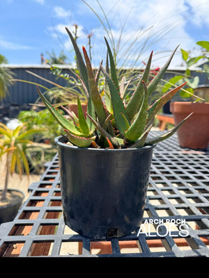 Aloe divaricata hybrid specimen
