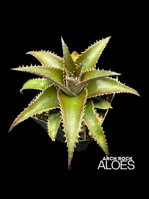 Dyckia platyphylla