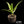 Aloe rubroviolacea x Aloe rupestris