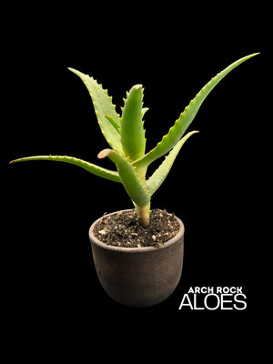 Aloe rubroviolacea x Aloe rupestris