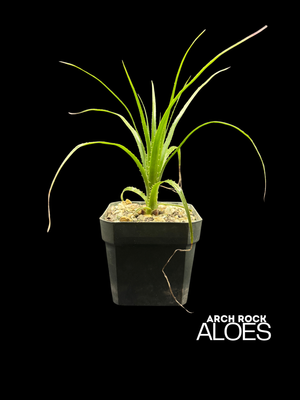 Puya Mirabilis