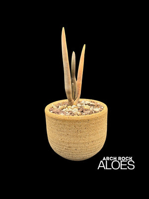 Aloe suzannae
