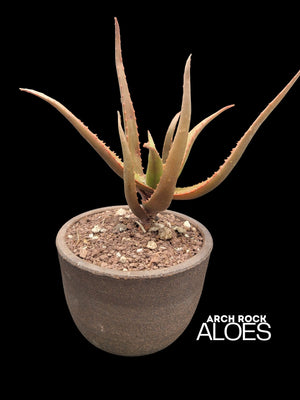 Aloe ‘Guinan’
