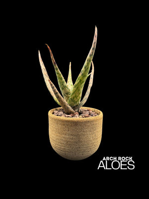 Aloe labworana hybrids
