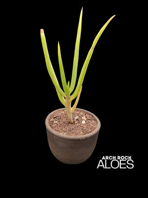 Aloe sabaea