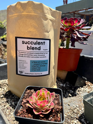 Succulent Blend