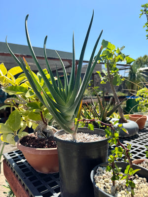 Kumara plicatilis x Aloe speciosa specimen LG