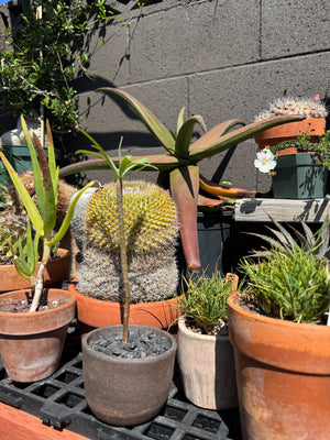 Euphorbia Lambii