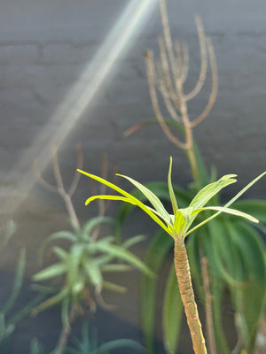 Euphorbia Lambii
