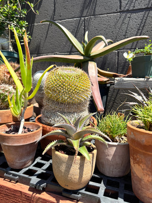 Dyckia platyphylla