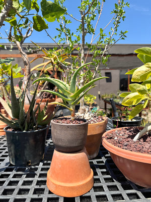Aloe arenicola x Aloe rubroviolacea — One-Off Specimen
