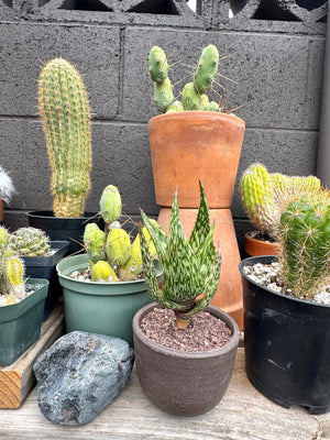 Aloe harlana